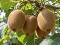 درخت کیوی سبز (Hayward)؛ ویژگی‌ها، شرایط کاشت و پرورش، نگهداری و خواص میوه